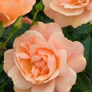NEW BEGINNINGS (floribunda)